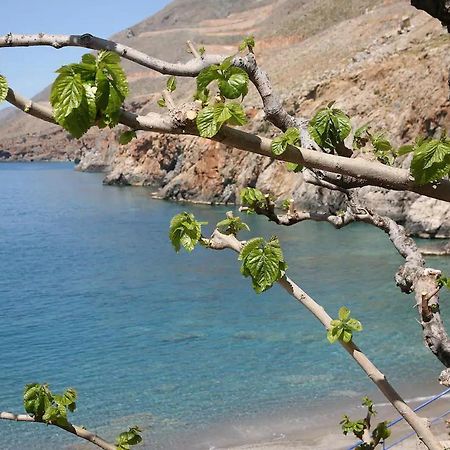 On The Beach Apartments Khóra Sfakíon المظهر الخارجي الصورة